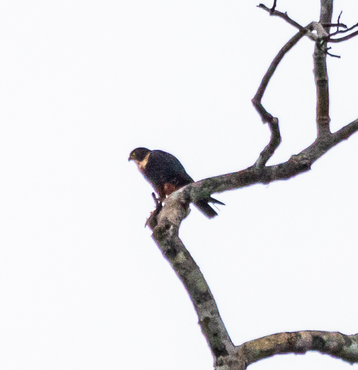 Bat Falcon In January By Artur Luiz Inaturalist