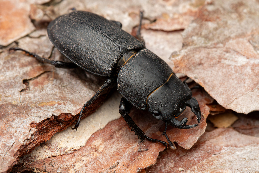 Lesser Stag Beetle From Askeby Danmark On July At