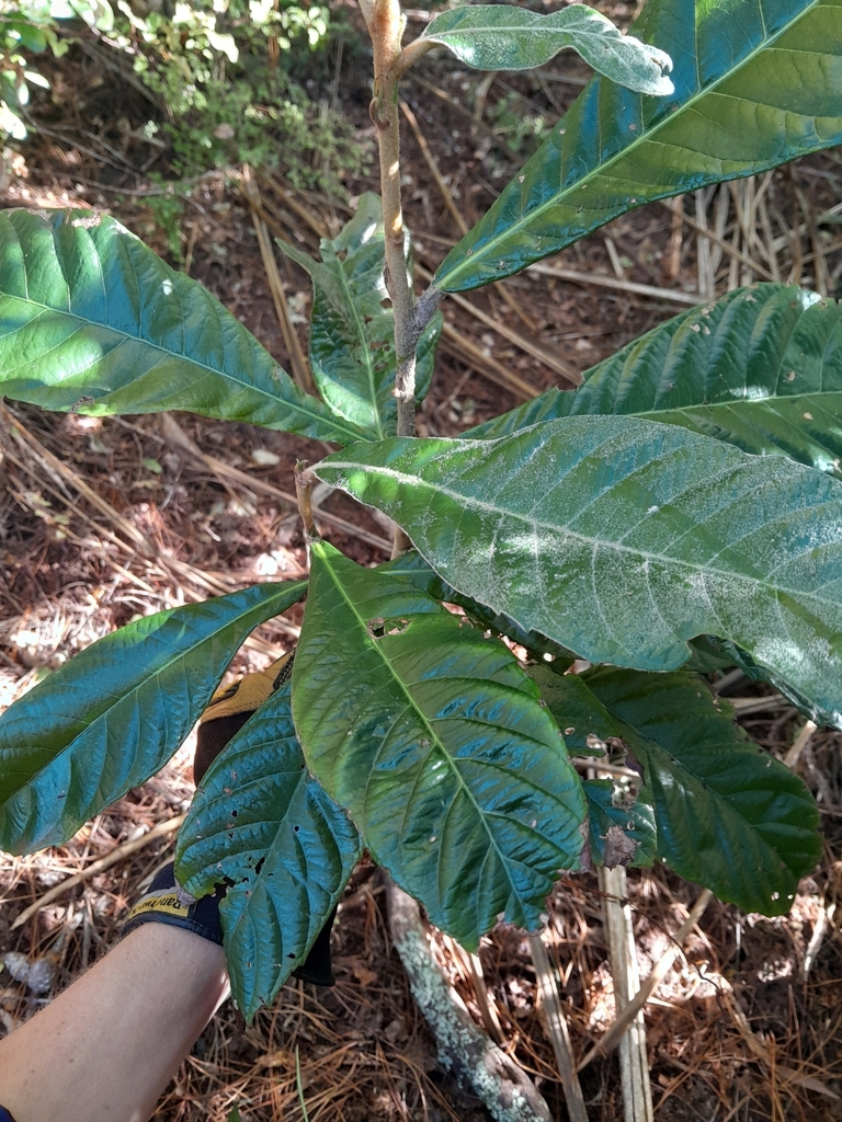 Loquat From Army Bay Whangapar Oa New Zealand On February