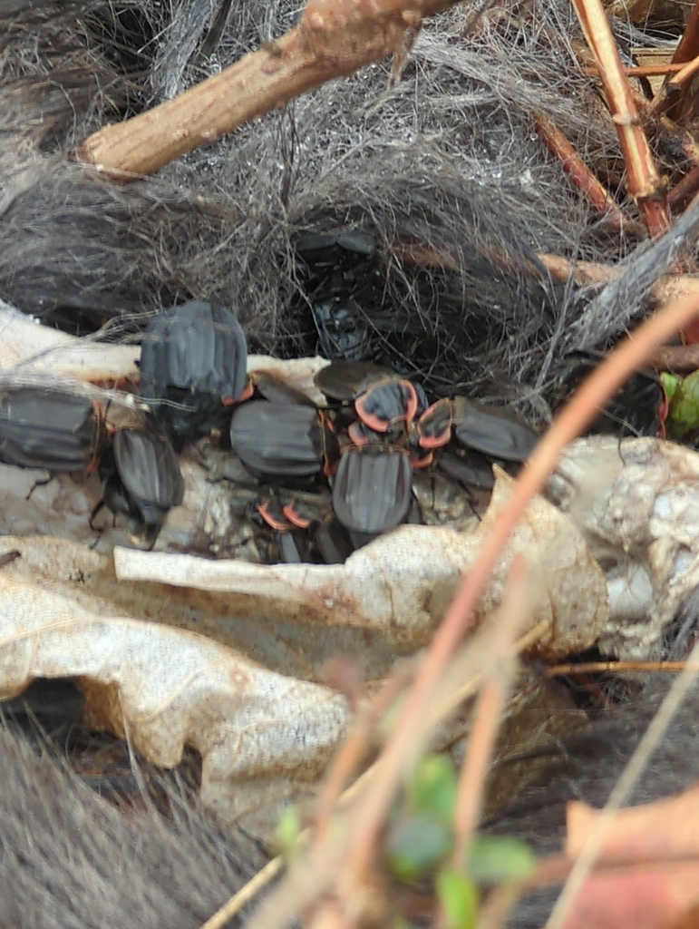 Margined Carrion Beetle In March By Talon Larson Inaturalist