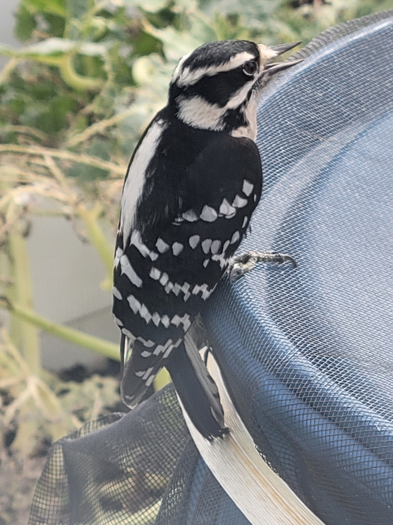 Downy Woodpecker From Disston Heights St Petersburg FL USA On