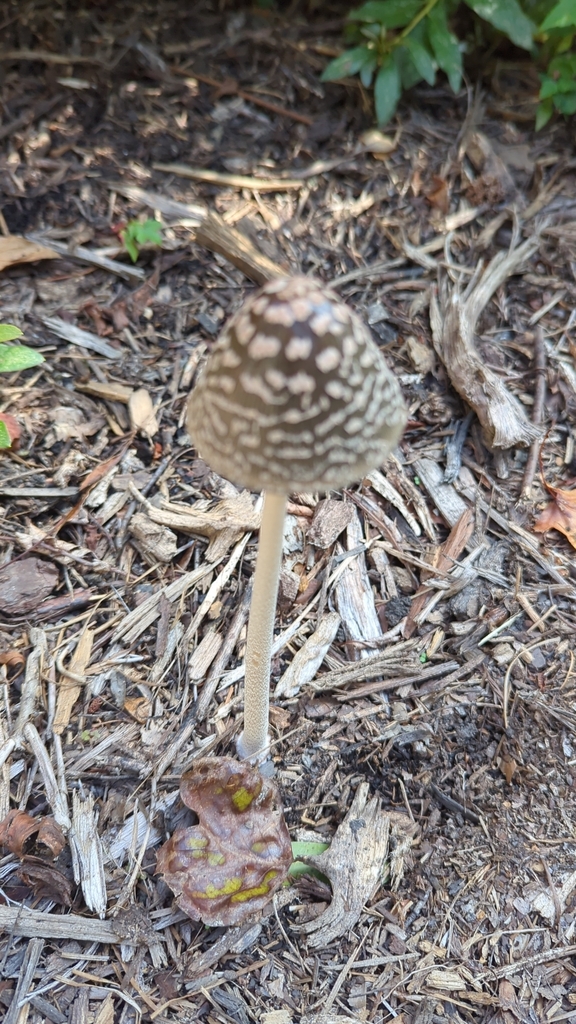 Magpie Inkcap From Glen Allen On October 1 2023 At 01 40 PM By HA Gray