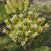 Asclepias oenotheroides - Photo (c) Layla, כל הזכויות שמורות, uploaded by Layla Dishman