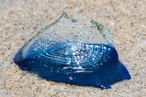 photo of By-the-wind Sailor (Velella velella)