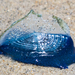 photo of By-the-wind Sailor (Velella velella)