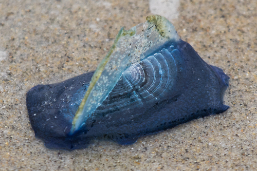 photo of By-the-wind Sailor (Velella velella)