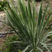 Gulf Coast Yucca - Photo (c) Layla, all rights reserved, uploaded by Layla Dishman