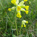 Cowslip - Photo (c) Tig, all rights reserved