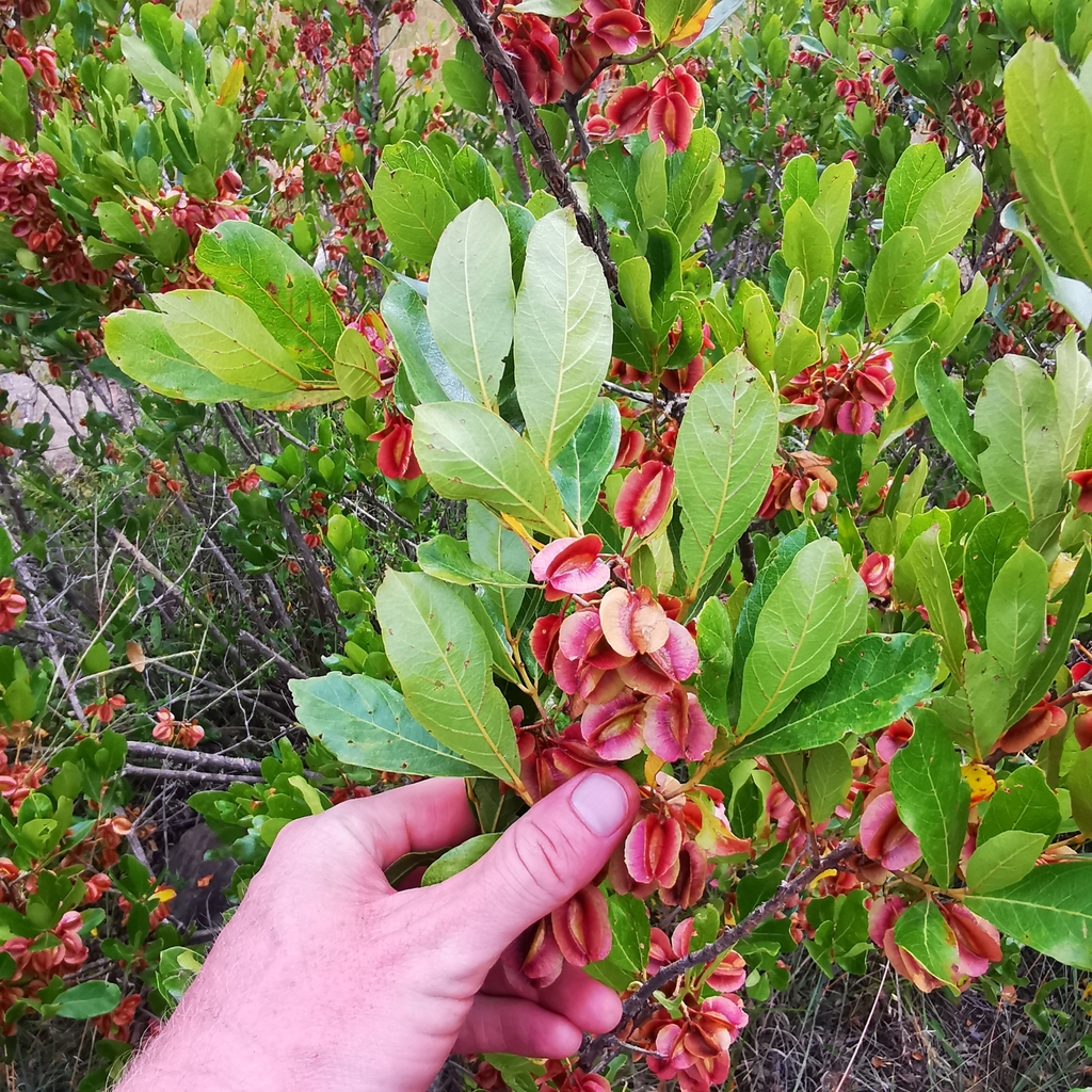 Transvaal Bushwillow From Greater Tubatse Local Municipality South