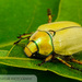 Goldsmith Beetle - Photo (c) John and Kendra Abbott, all rights reserved, uploaded by John Abbott