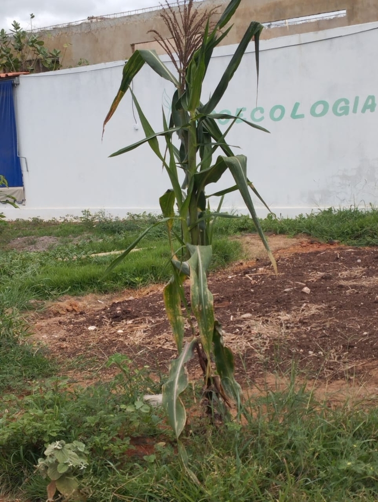 Maize From Col Gio Estadual De Tempo Integral Leila Jana Na Brito