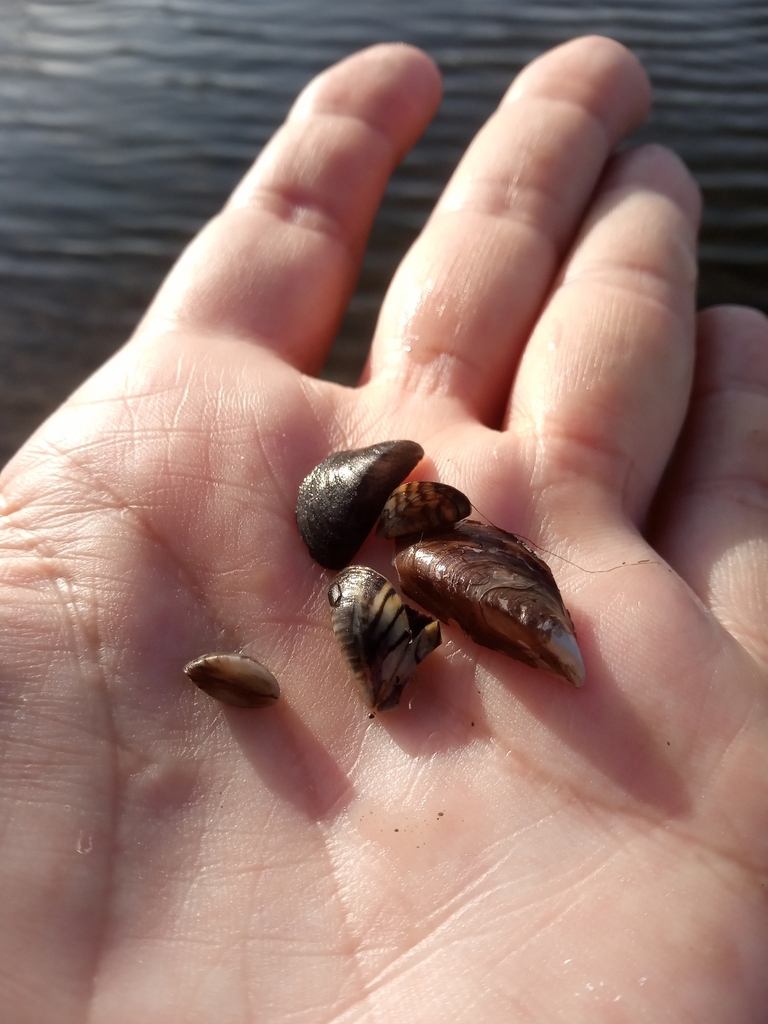 Zebra Mussel From Jamestown Township In Usa On March At