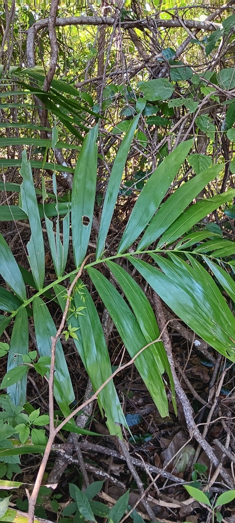 Vascular Plants From E4 Smithfield QLD 4878 Australia On March 14