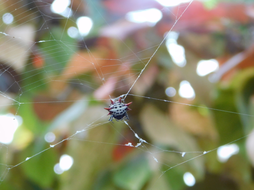 Spinybacked Orbweaver From Cutler Bay FL USA On March 10 2024 At 03