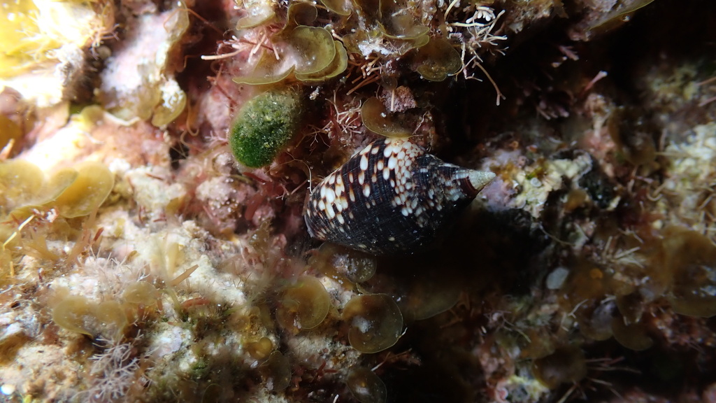 Columbella Adansoni From Santa Cruz De Tenerife Es Cn Es On March