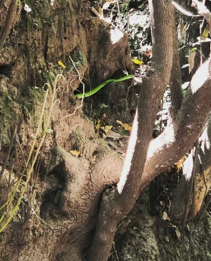 Brazilian Green Racer From Paisaje Protegido Quebrada De Los Cuervos Y