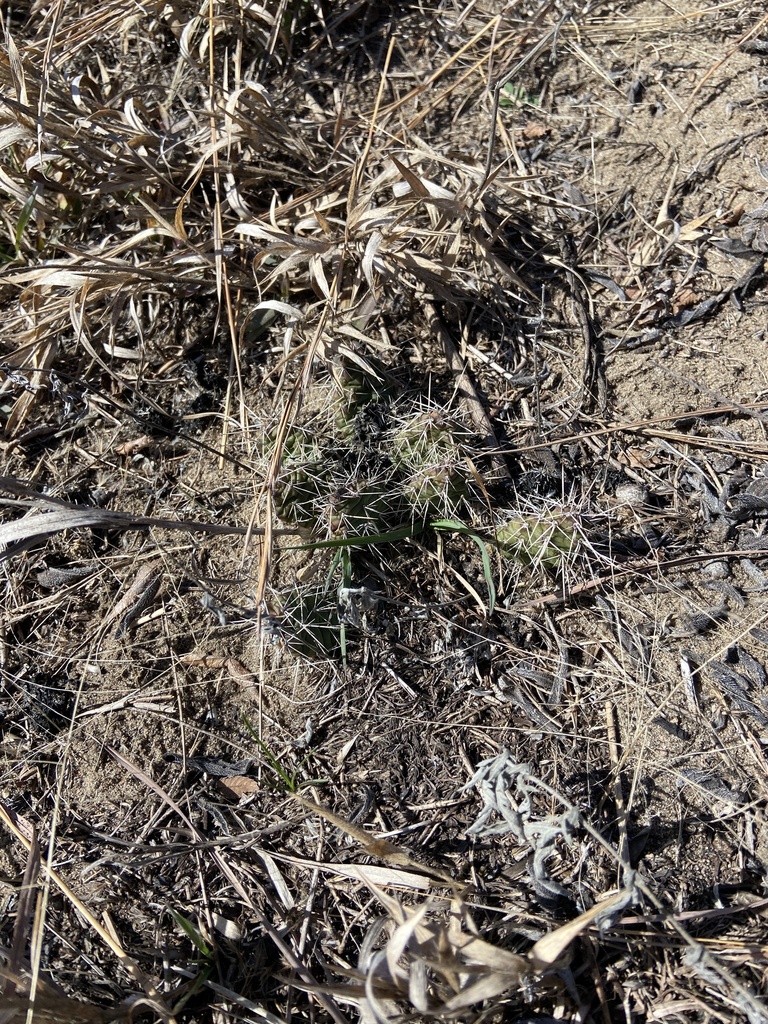 Brittle Pricklypear From Cedar Falls IA US On March 11 2024 At 01 58