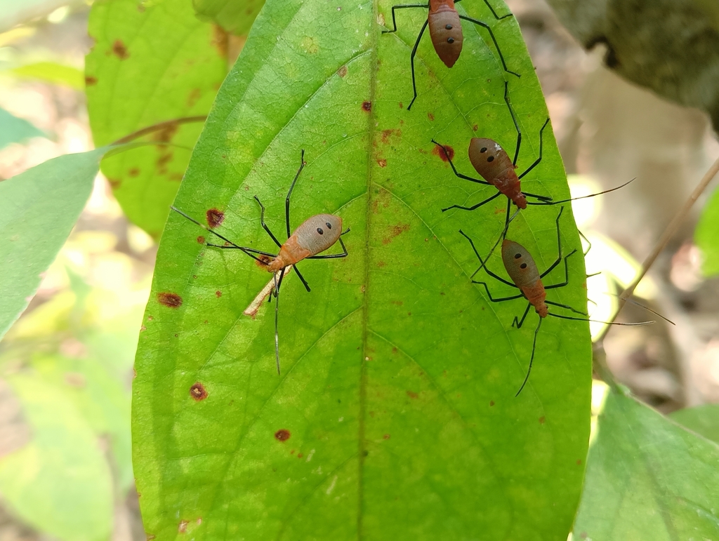 Pentatomomorph Bugs From Fq Q Rv Chattogram Bangladesh On February