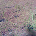 Square