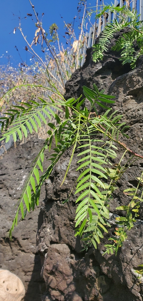 Peruvian Pepper Tree From Filosof A C U Ciudad De M Xico Cdmx