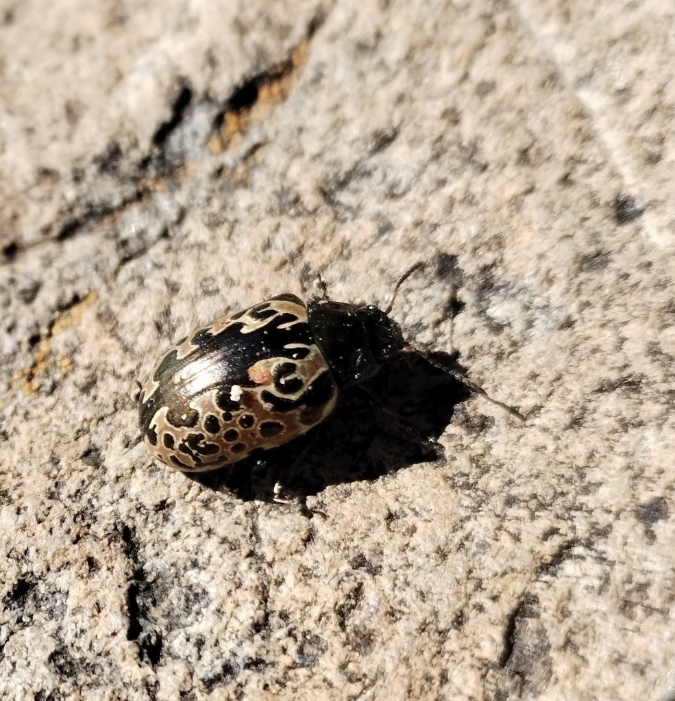 Calligrapher Beetles From El Huehuenton Sierra De Quila Jalisco On