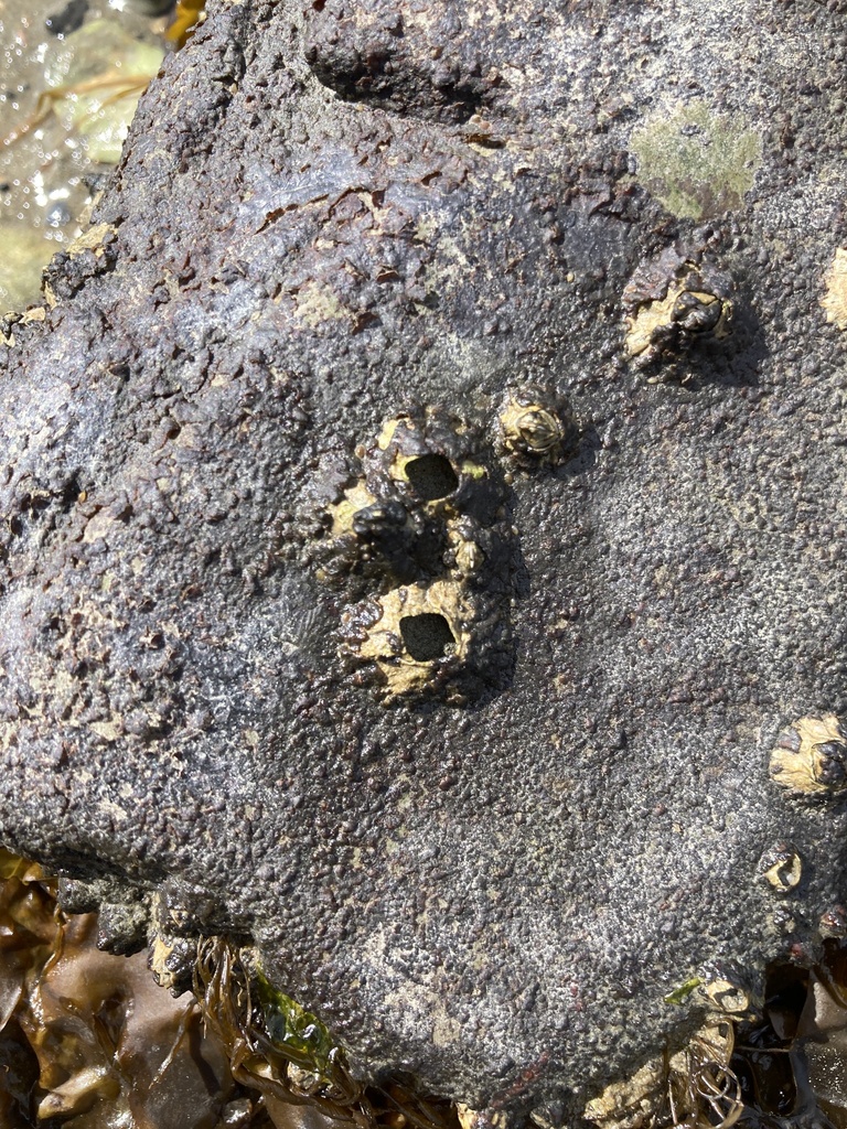 Northern Acorn Barnacle From Old Harbor Boston MA US On March 18