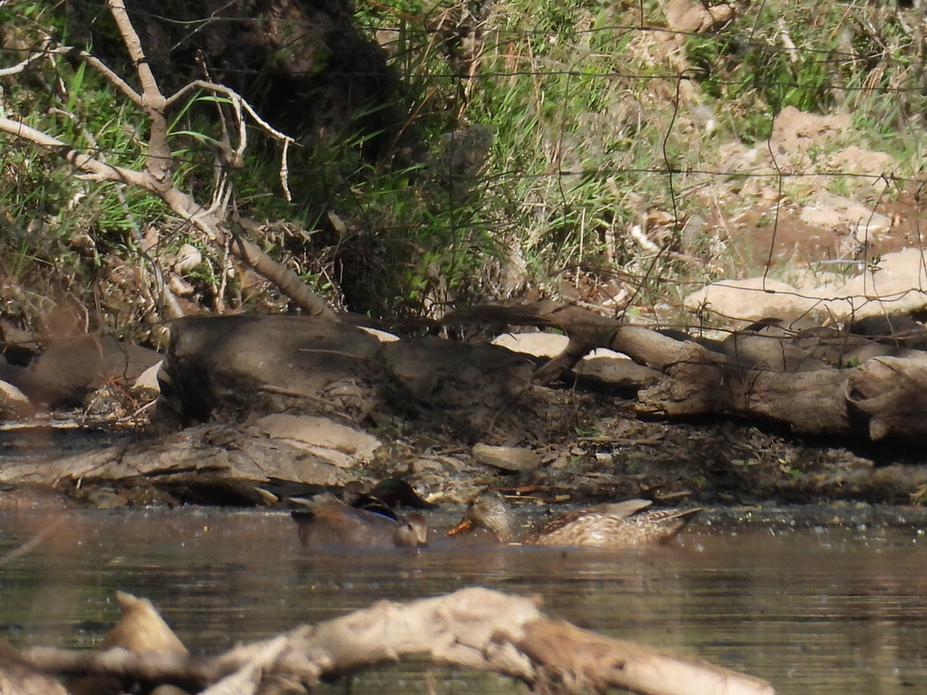 Mexican Duck from Vicente Guerrero Dgo México on March 18 2024 at