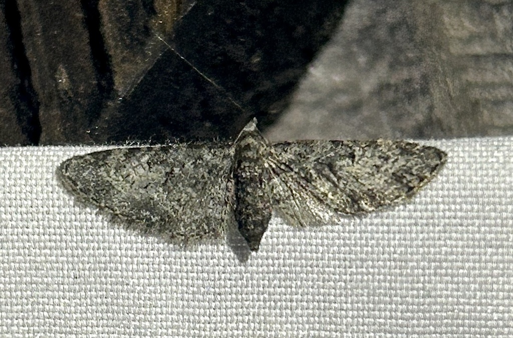 Pug Moths From Buena Vista Way Berkeley CA US On March 20 2024 At