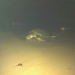 Square
