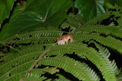 Small