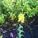Rough-leaved Loosestrife - Photo (c) johnnybirder, all rights reserved