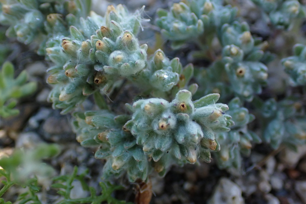 Groenbossie From South Mountain Village Phoenix Az Usa On March