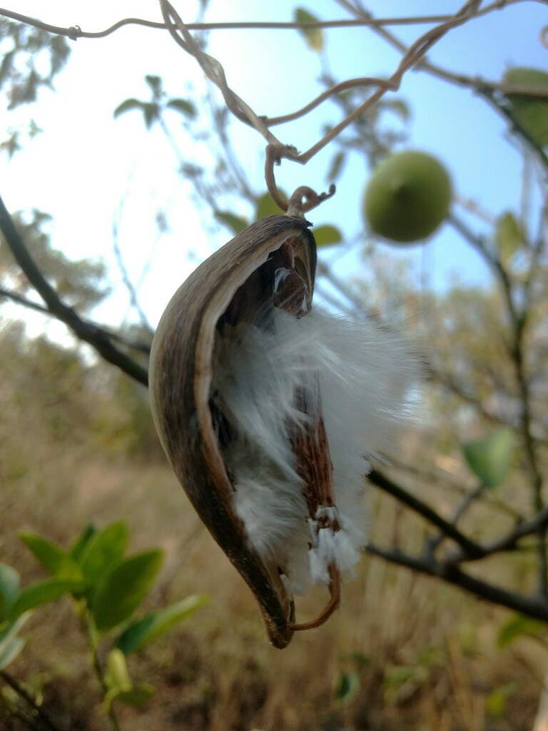 Cynanchum Foetidum From Cabecera Municipal San Andres Huayapam San