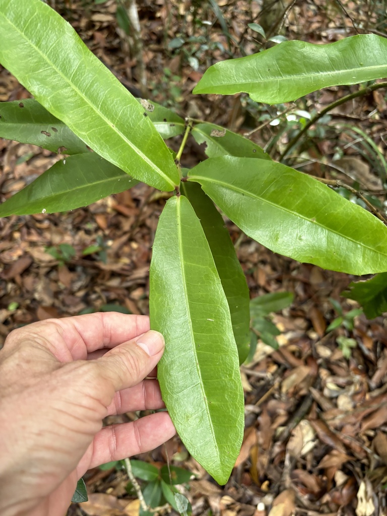 Large Leaved Wilkiea From Kgari Fraser Island Recreation Area