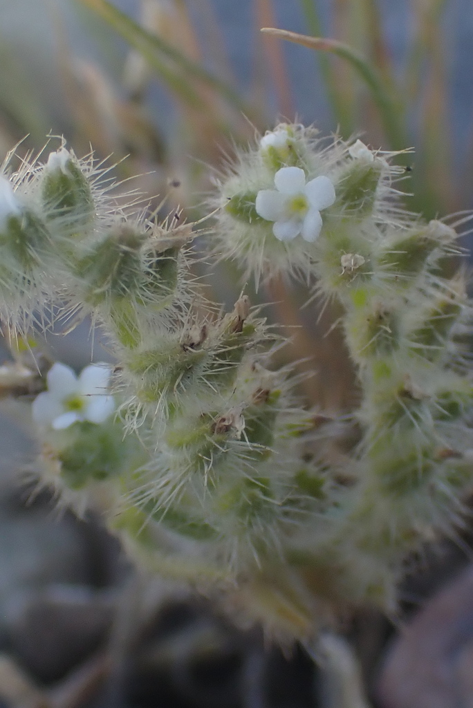 Annual Cryptanthas From South Mountain Village Phoenix Az Usa On