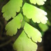 Adiantum - Photo (c) designonze, all rights reserved