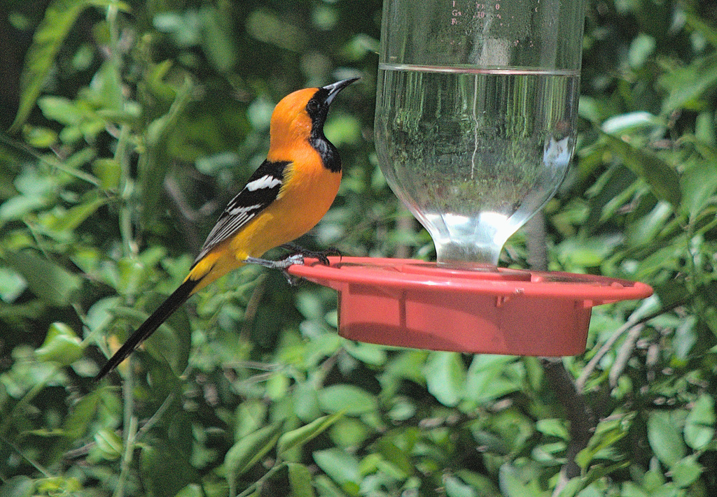 Hooded Oriole From Bentsen Rio Grande Valley State Park S Bentsen