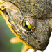 Goliath Frog - Photo (c) Yannick Garcin, all rights reserved, uploaded by Yannick Garcin
