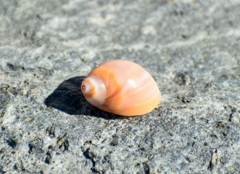 Conical Moon Snail From Captain Cook Park Redcliffe Parade Redcliffe