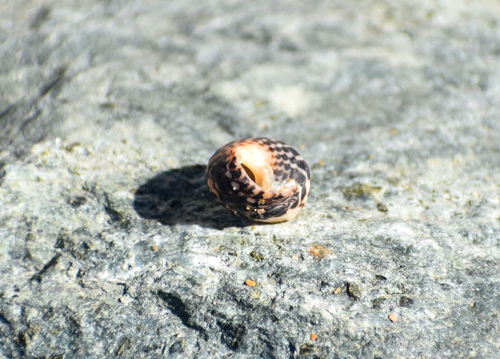 Zebra Top Snail From Captain Cook Park Redcliffe Parade Redcliffe Qld