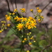 Yarrowleaf Ragwort - Photo (c) jtuttle, all rights reserved, uploaded by jtuttle