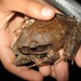 Northern Barred Frog - Photo (c) Simon Scarpetta, all rights reserved, uploaded by Simon Scarpetta
