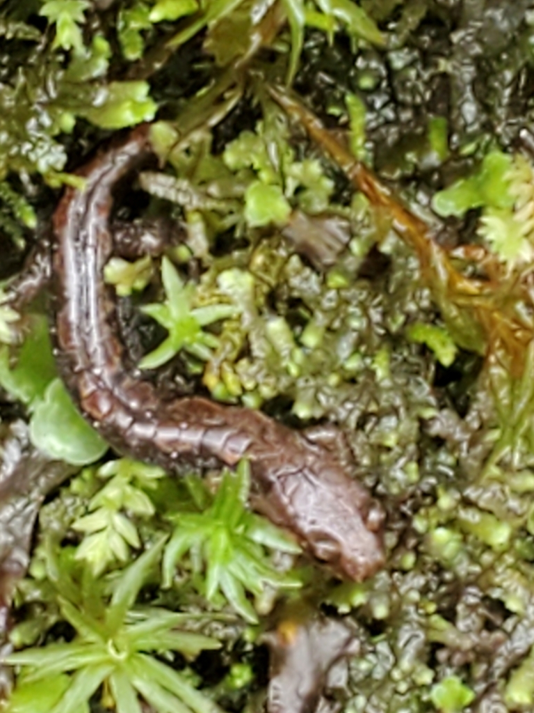 Carolina Mountain Dusky Salamander From Brevard Nc Usa On April