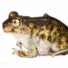 Eastern Spadefoot - Photo (c) J.P. Lawrence, all rights reserved