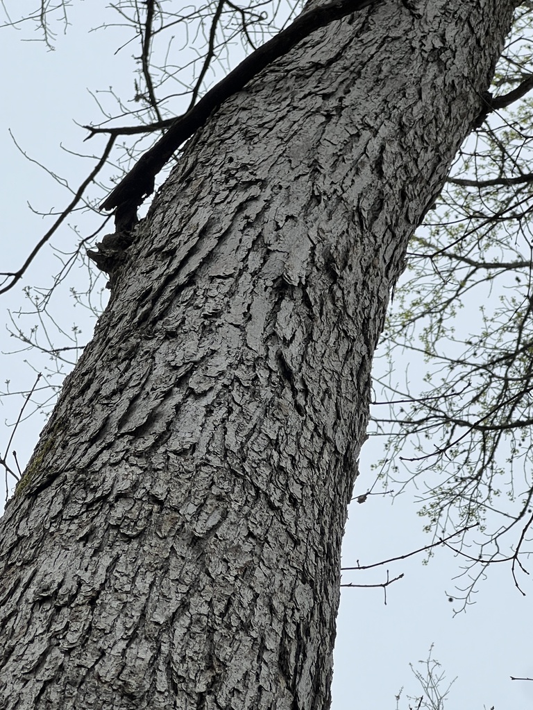 Swamp Chestnut Oak From Mattaponi Mascot Va Us On April At