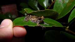 Small