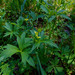 Ranunculus uncinatus - Photo (c) faerthen, todos los derechos reservados, uploaded by faerthen