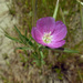 Chaparral Clarkia - Photo (c) Henry Fabian, all rights reserved, uploaded by Henry Fabian