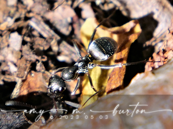 Silky Field Ant From Cantigny Park Wheaton Dupage County Il Usa On