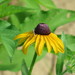 Black-eyed Susan - Photo (c) Suzette Rogers, all rights reserved